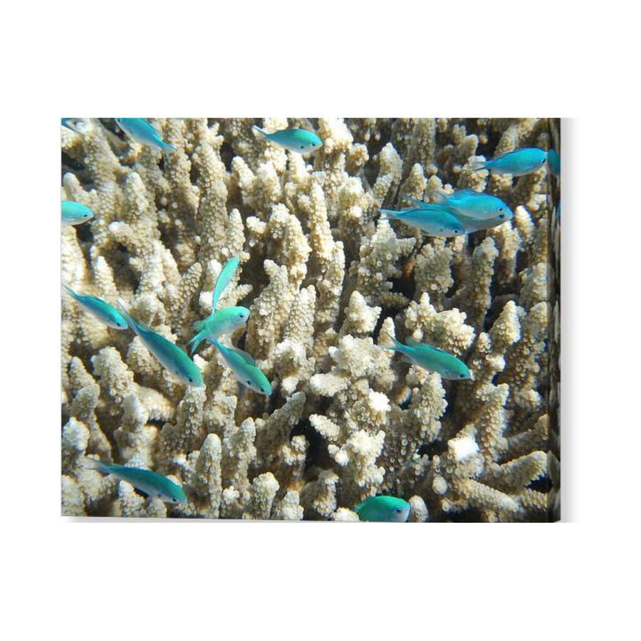 Coral with Teal Fish - Acrylic Print - Ocean Works