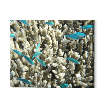 Coral with Teal Fish - Canvas Print - Ocean Works