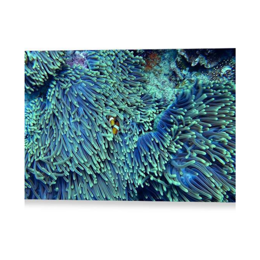 Blue and Green Reef - Acrylic Print - Ocean Works