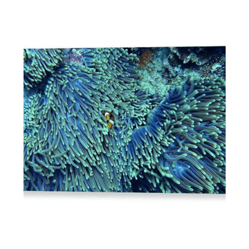 Blue and Green Reef - Canvas Print - Ocean Works