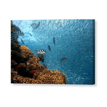 Living Reef - Canvas Print - Ocean Works