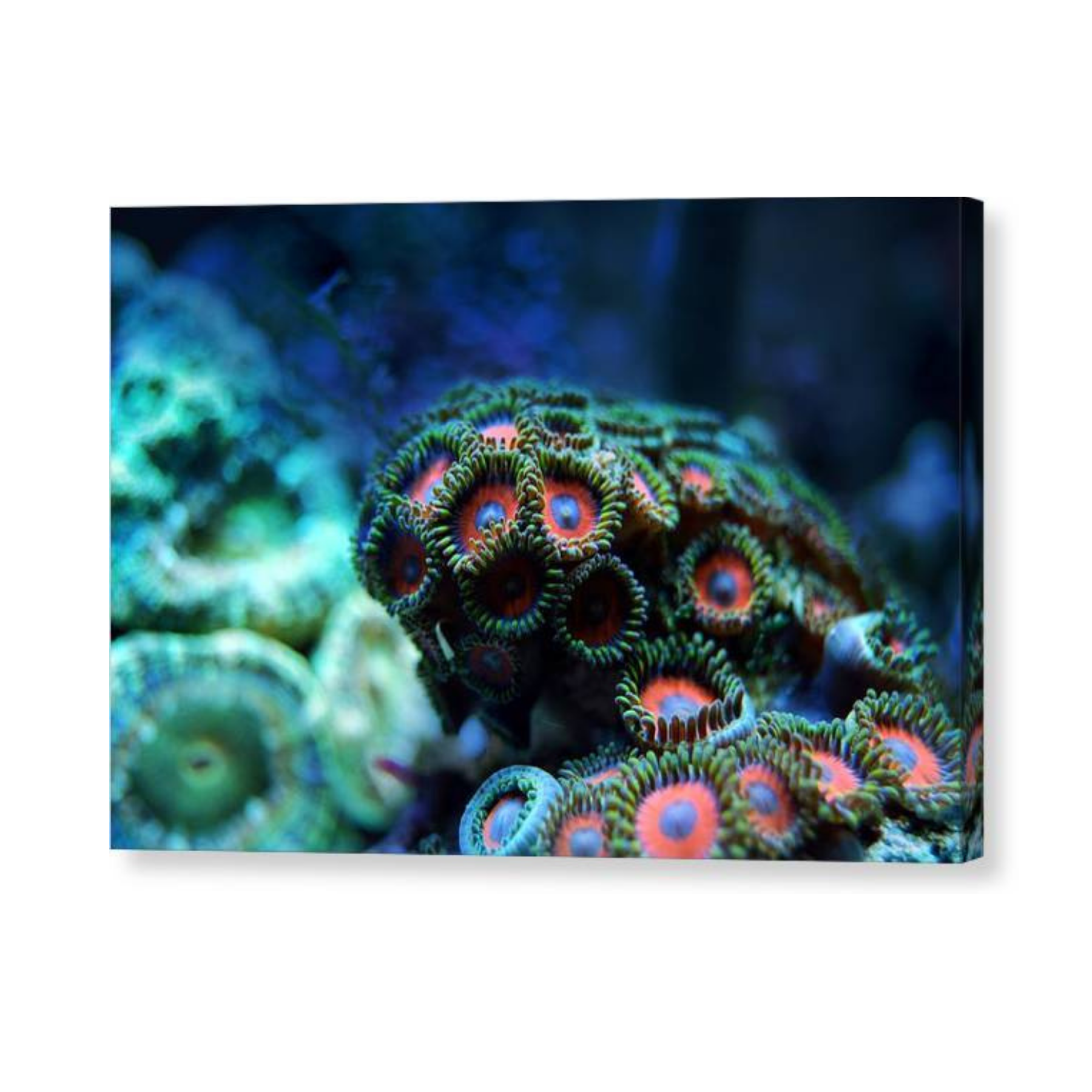 Vibrant Reef - Canvas Print - Ocean Works