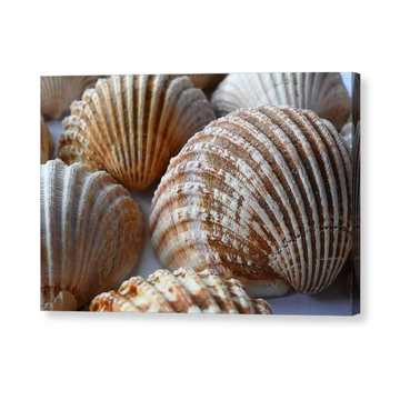 Sea Shells - Canvas Print - Ocean Works