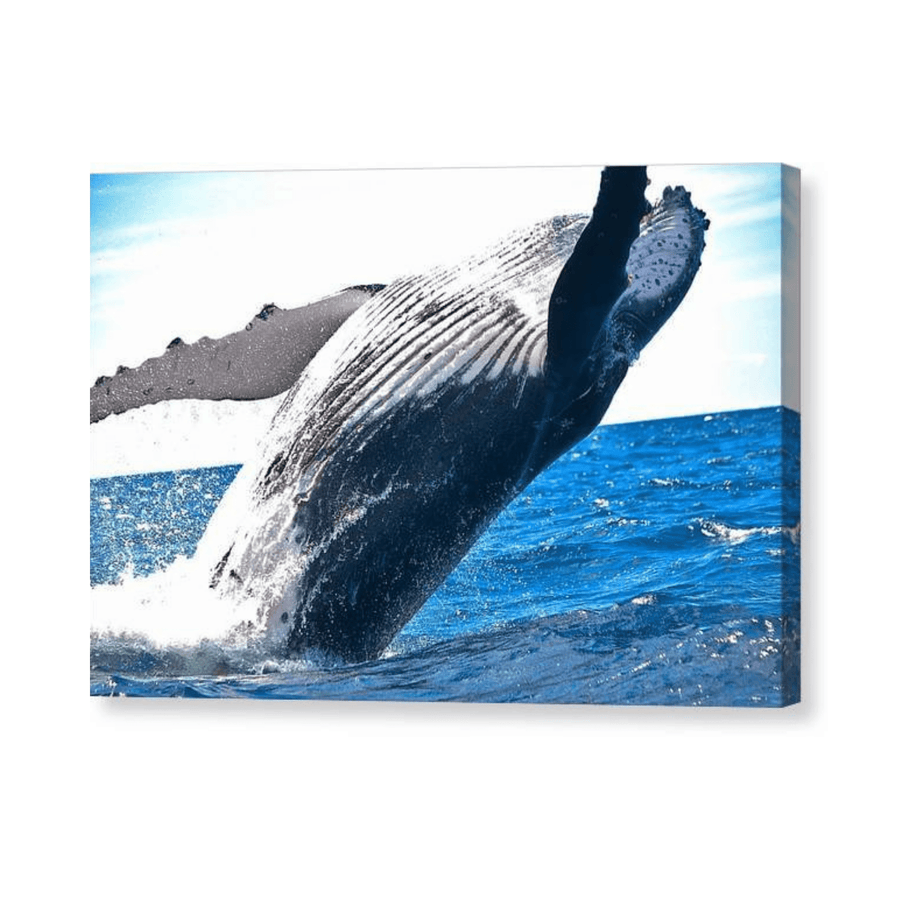 Breaching Whale - Canvas Print - Ocean Works