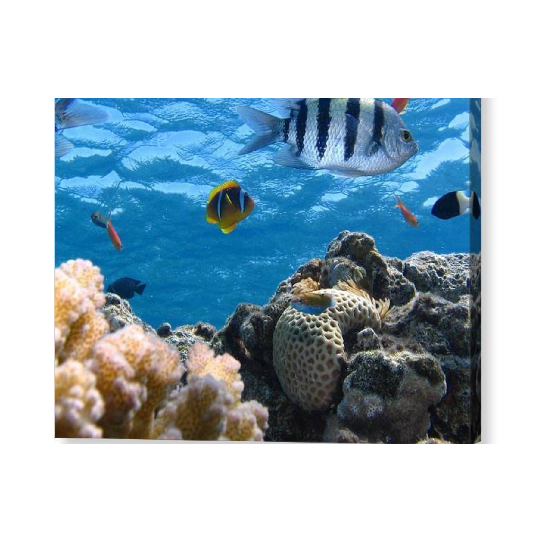 Reef with Fish - Acrylic Print - Ocean Works