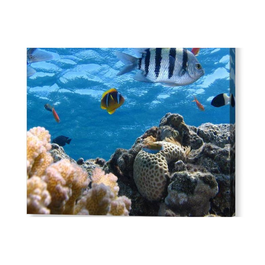 Reef with Fish - Canvas Print - Ocean Works