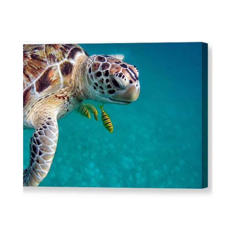 Sea Turtle  - Canvas Print - Ocean Works