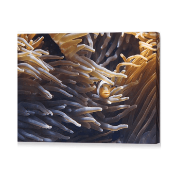 Clownfish - Acrylic Print - Ocean Works