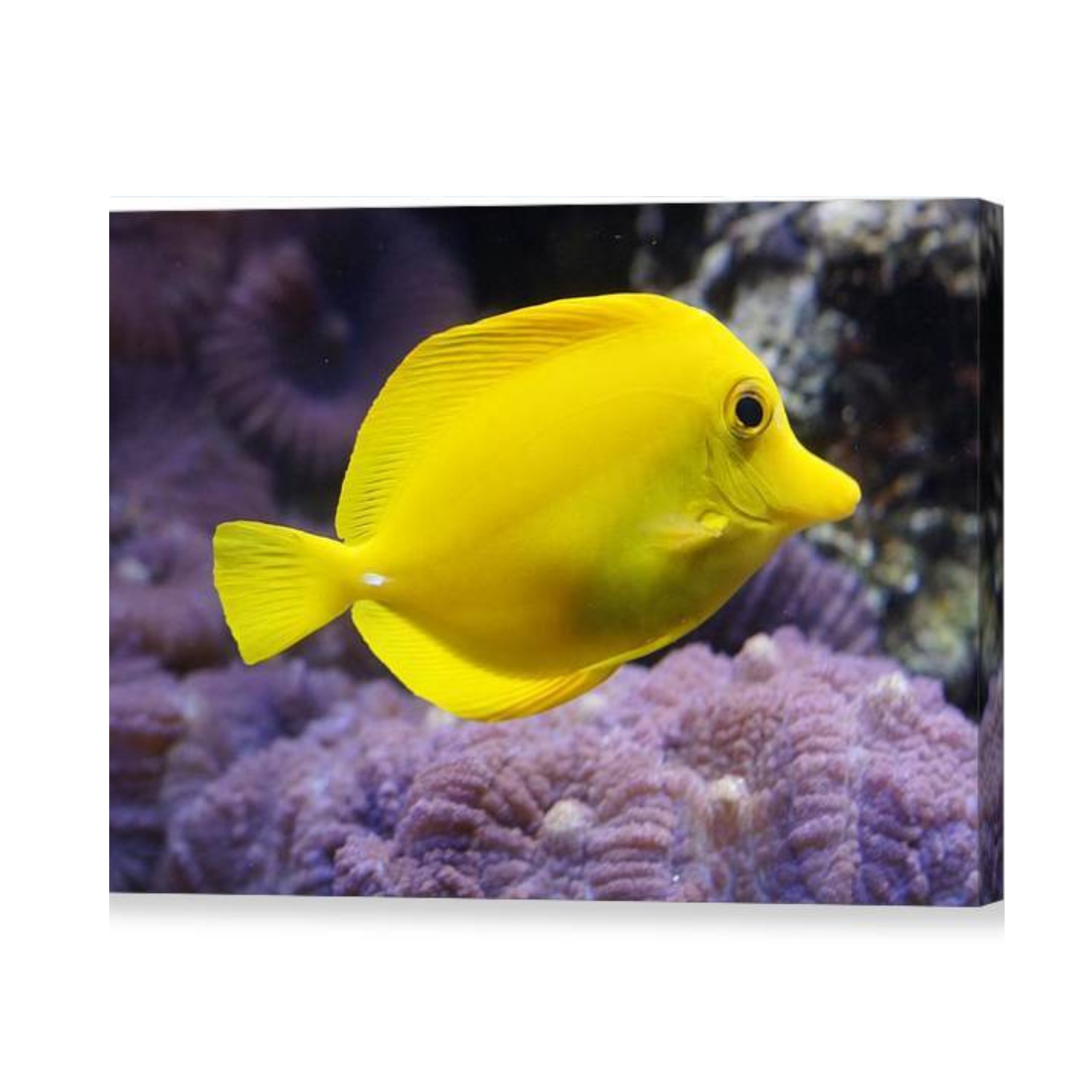 Yellow Tang - Canvas Print - Ocean Works