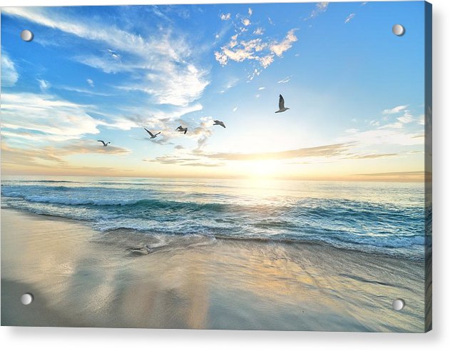 Birds over Sunset - Acrylic Print - Ocean Works