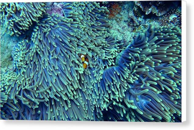 Blue and Green Reef - Canvas Print - Ocean Works