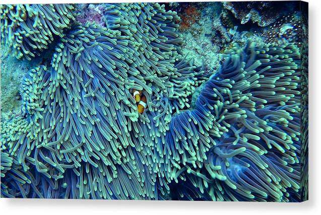 Blue and Green Reef - Canvas Print - Ocean Works