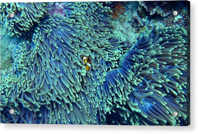 Blue and Green Reef - Acrylic Print - Ocean Works