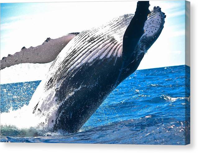 Breaching Whale - Canvas Print - Ocean Works