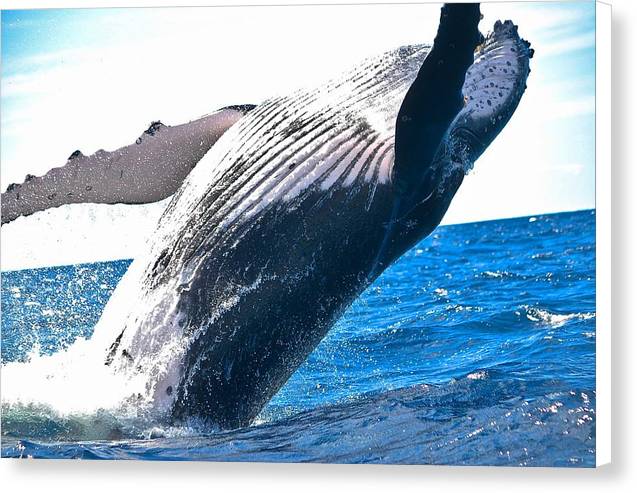 Breaching Whale - Canvas Print - Ocean Works