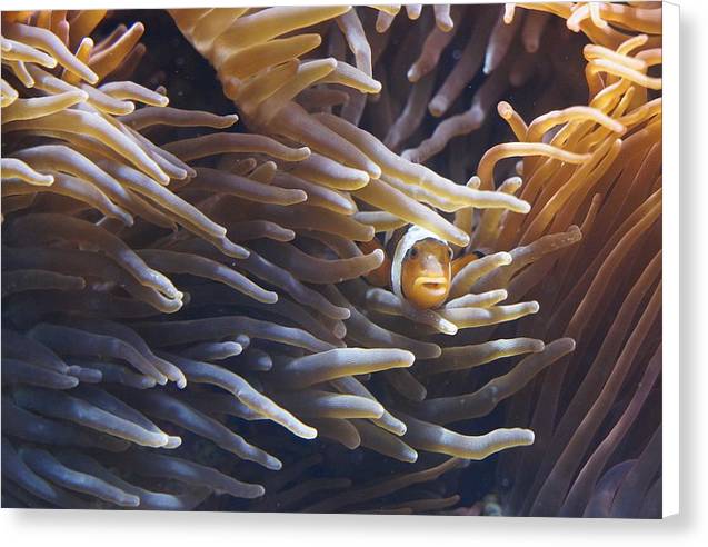 Clownfish - Canvas Print - Ocean Works
