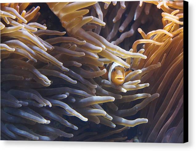 Clownfish - Canvas Print - Ocean Works