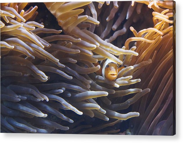 Clownfish - Acrylic Print - Ocean Works
