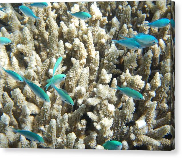 Coral with Teal Fish - Canvas Print - Ocean Works