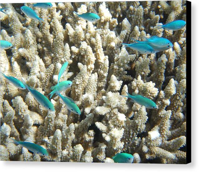 Coral with Teal Fish - Canvas Print - Ocean Works