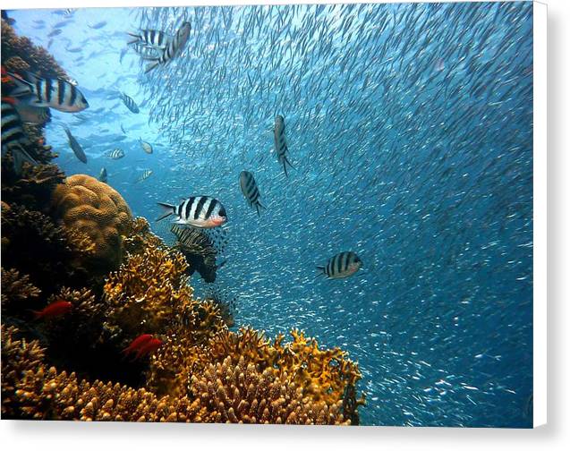 Living Reef - Canvas Print - Ocean Works
