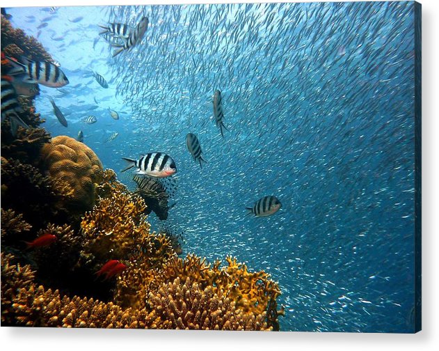 Living Reef - Acrylic Print - Ocean Works