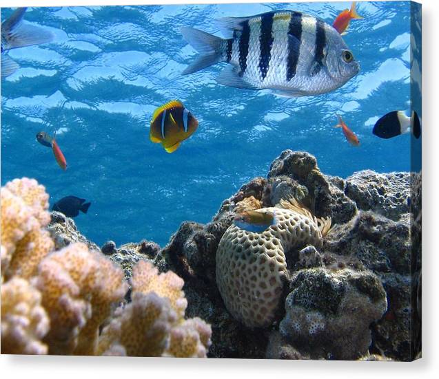 Reef with Fish - Canvas Print - Ocean Works