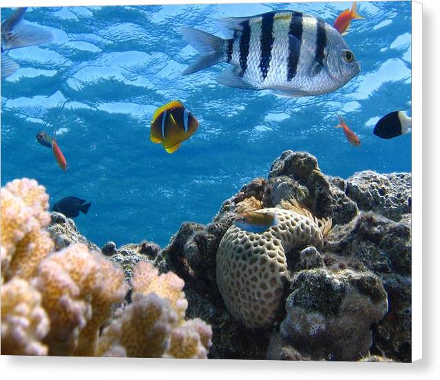 Reef with Fish - Canvas Print - Ocean Works