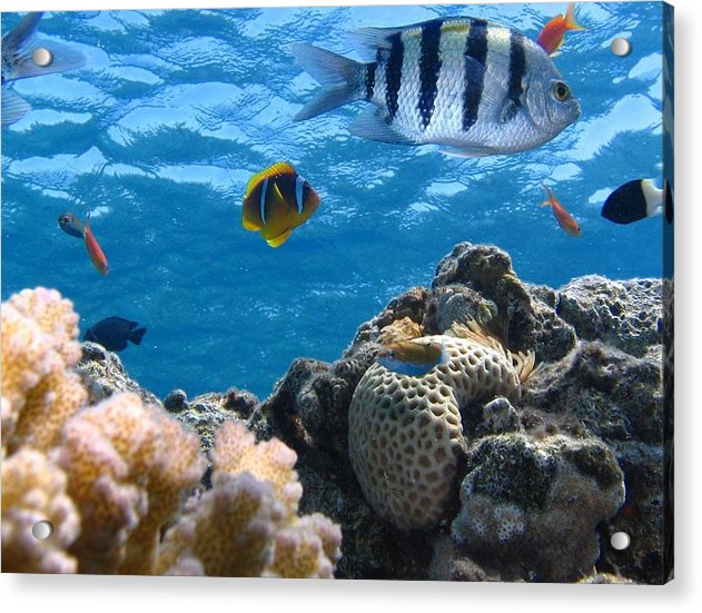 Reef with Fish - Acrylic Print - Ocean Works