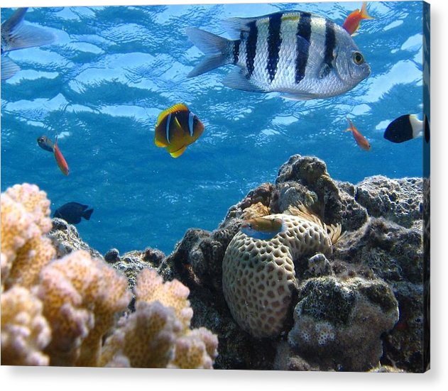 Reef with Fish - Acrylic Print - Ocean Works