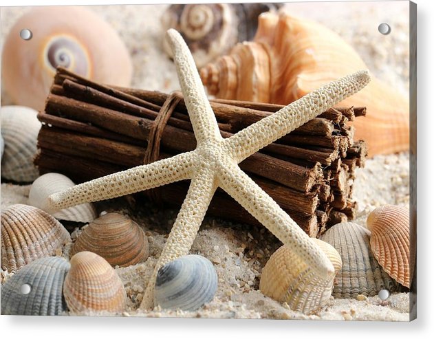 Sand Starfish - Acrylic Print - Ocean Works
