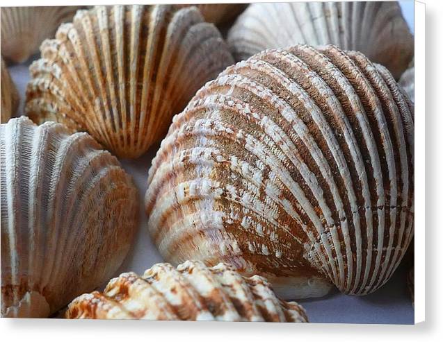 Sea Shells - Canvas Print - Ocean Works