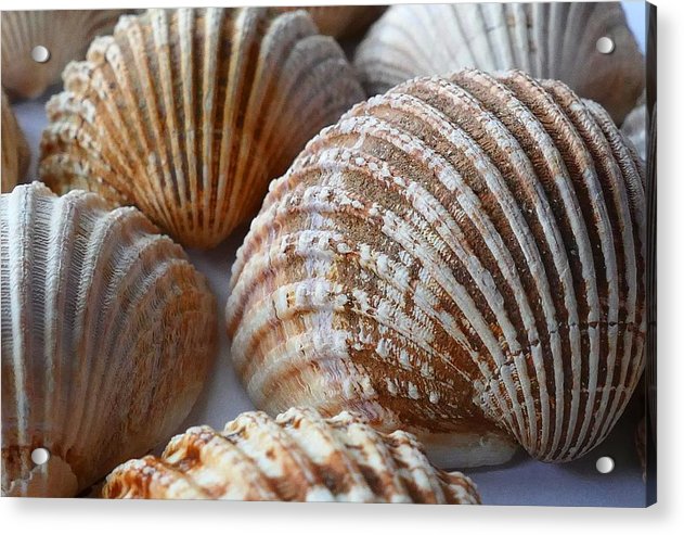 Sea Shells - Acrylic Print - Ocean Works