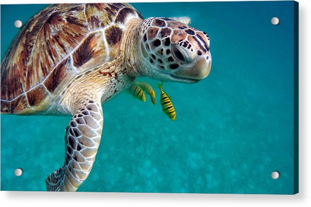 Sea Turtle  - Acrylic Print - Ocean Works