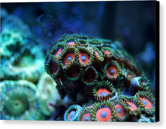 Vibrant Reef - Canvas Print - Ocean Works