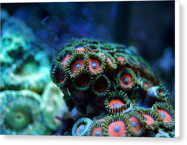 Vibrant Reef - Canvas Print - Ocean Works