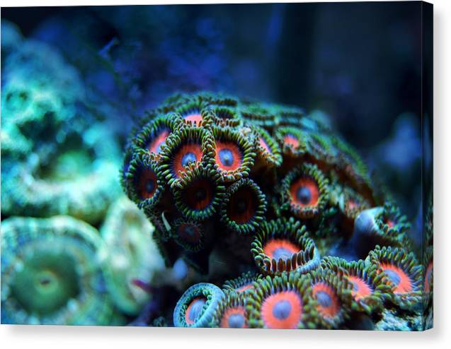 Vibrant Reef - Canvas Print - Ocean Works