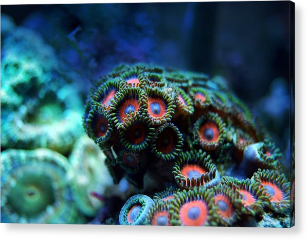 Vibrant Reef - Acrylic Print - Ocean Works
