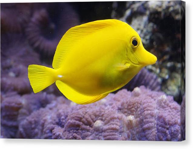 Yellow Tang - Canvas Print - Ocean Works