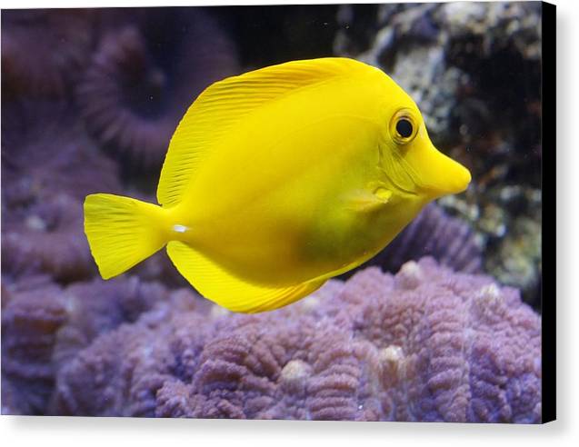 Yellow Tang - Canvas Print - Ocean Works