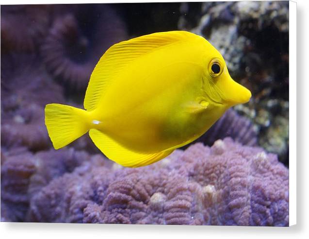 Yellow Tang - Canvas Print - Ocean Works